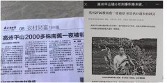广东高州2700颗南蕉一夜被砍伐损失惨重 立案6年凶手扔逍遥法外